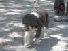 Cani da GUARDIA Vi presento: ''SKORPION''
